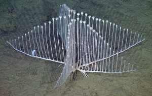 Arp-süngeri