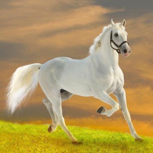 beyaz-at