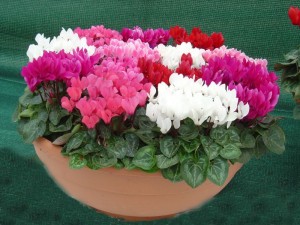 kucuk-cicekli-siklamen-cyclamen-persicum-miniature-ddf624